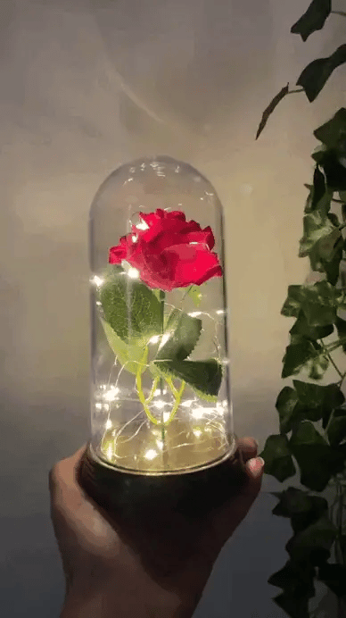 Rosa Eterna LED